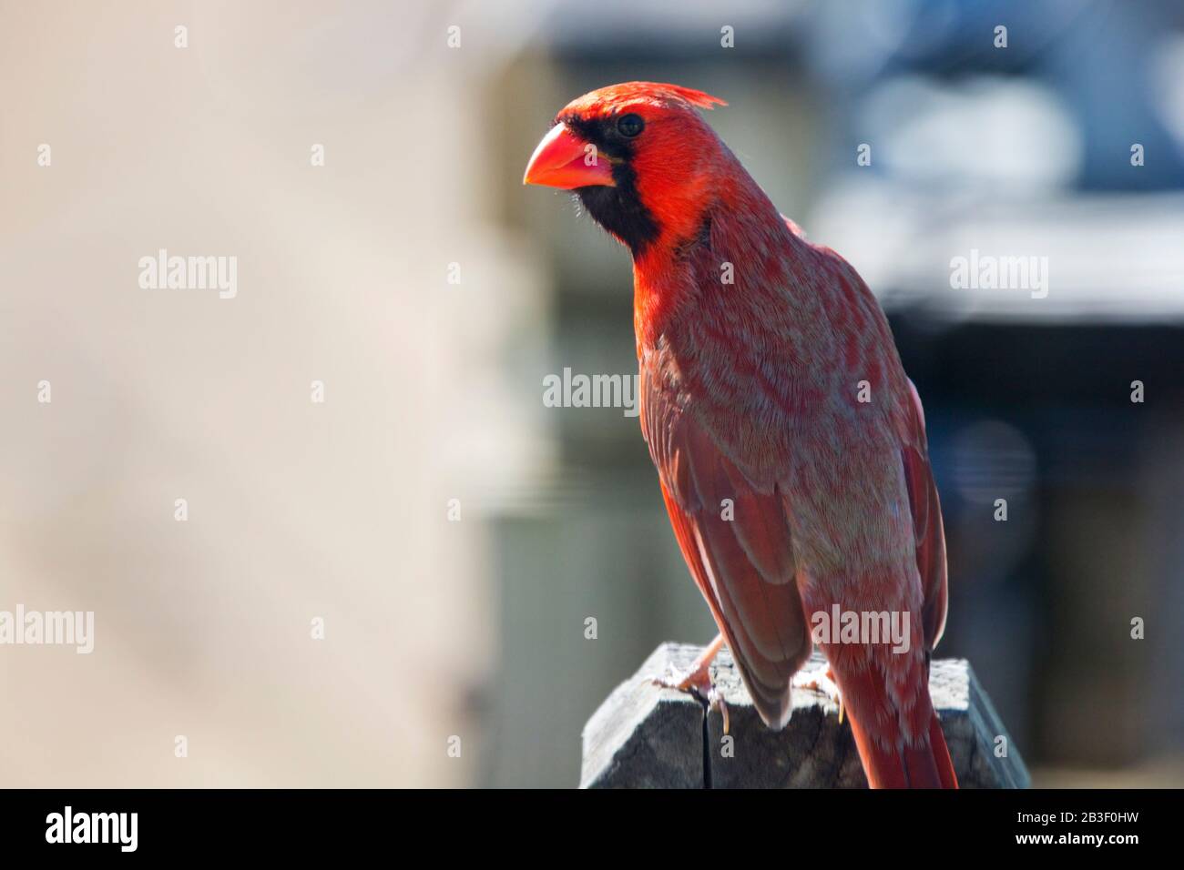 Roter Kardinal-Männlich auf Deck Post Wird Fliegen Stockfoto