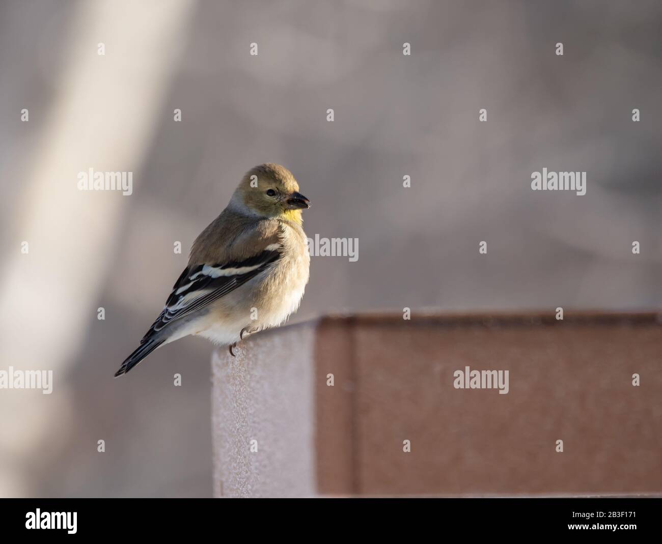 Hübscher amerikanischer Goldfinch am ersten Tag im März an den Anlegern im Algonquin Park. Stockfoto