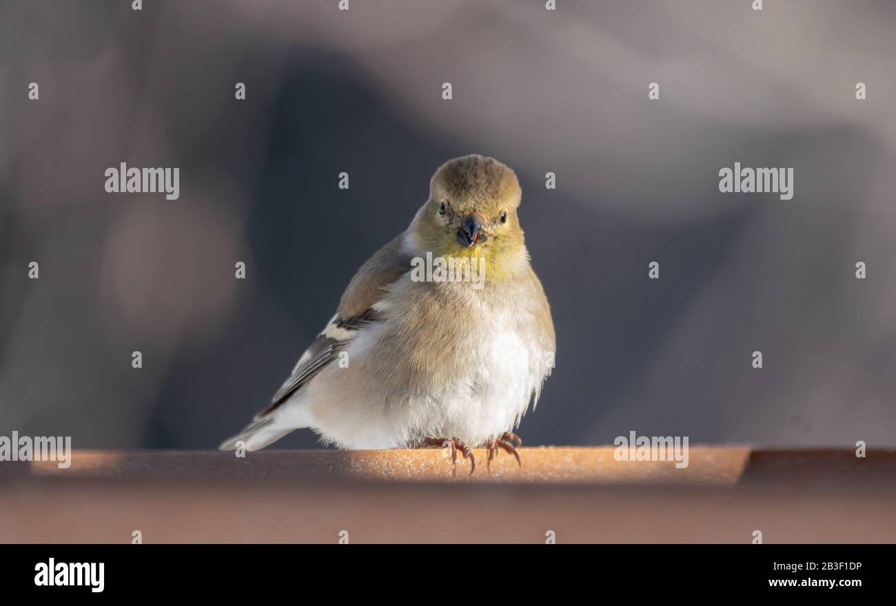 Hübscher amerikanischer Goldfinch am ersten Tag im März an den Anlegern im Algonquin Park. Stockfoto