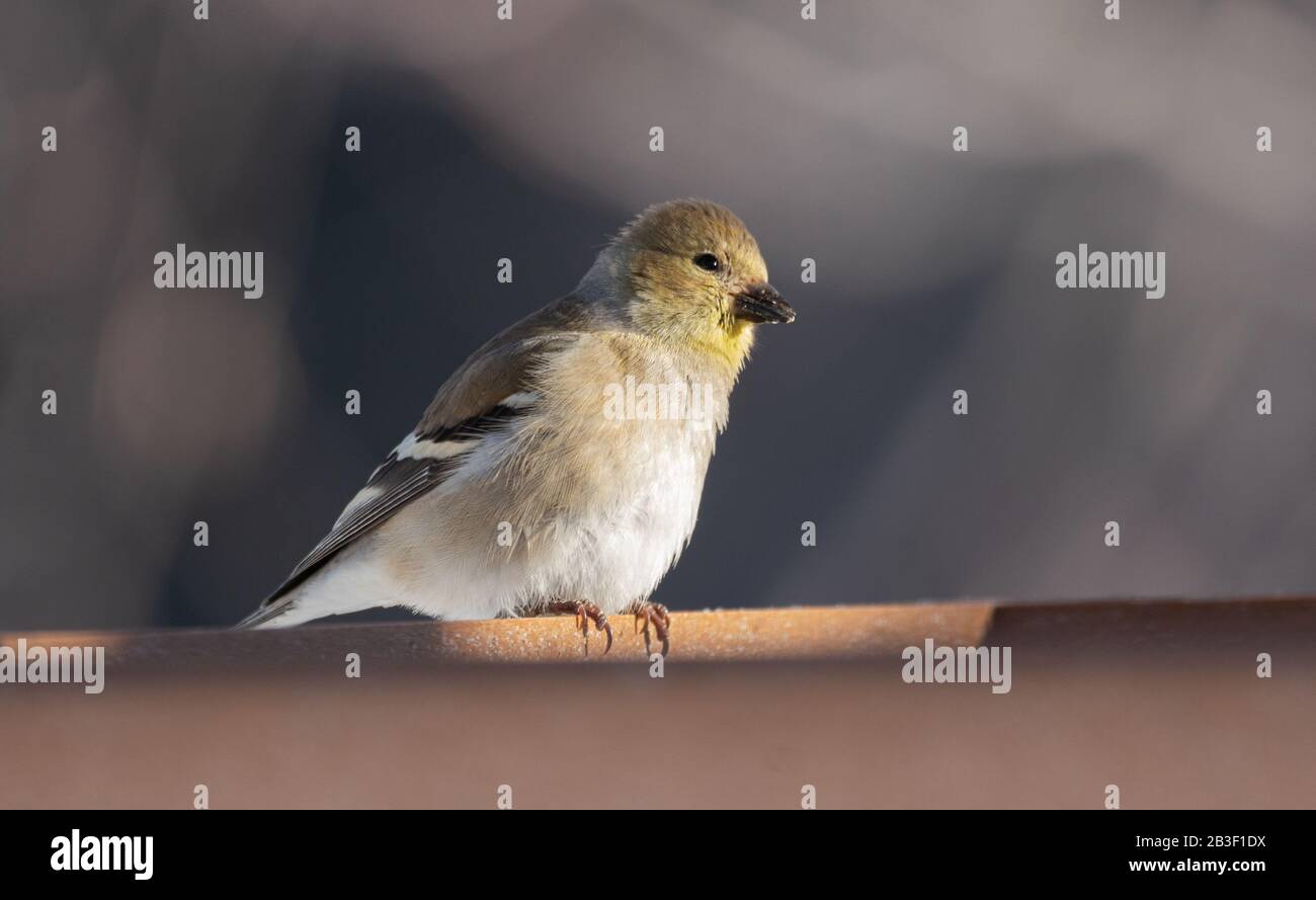 Hübscher amerikanischer Goldfinch am ersten Tag im März an den Anlegern im Algonquin Park. Stockfoto