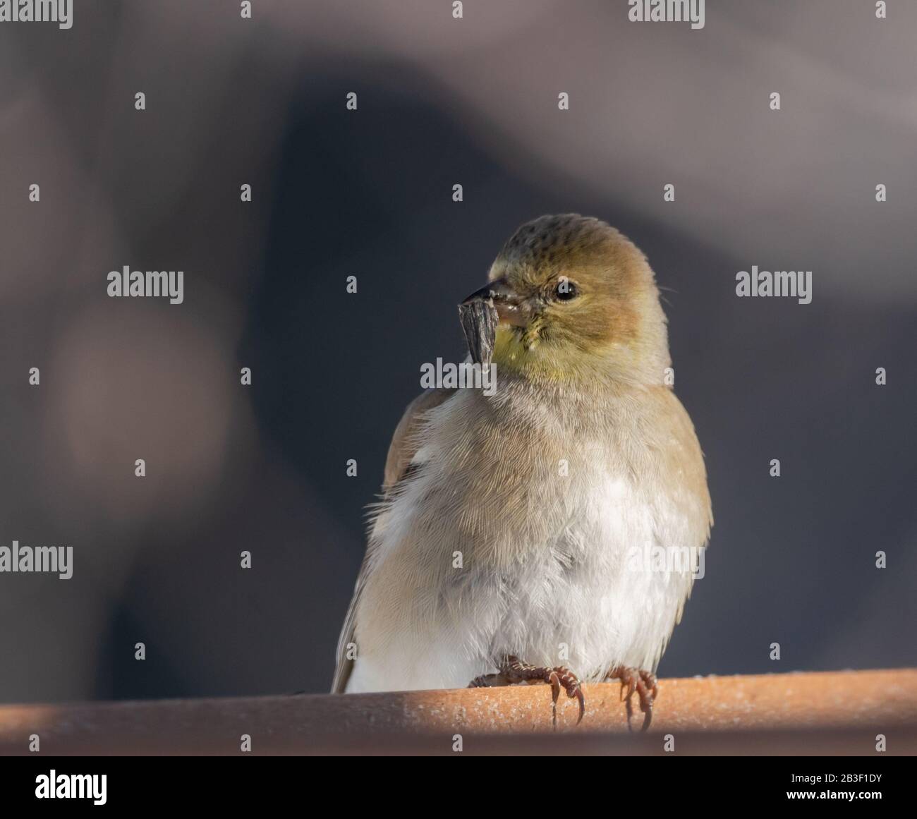 Hübscher amerikanischer Goldfinch am ersten Tag im März an den Anlegern im Algonquin Park. Stockfoto