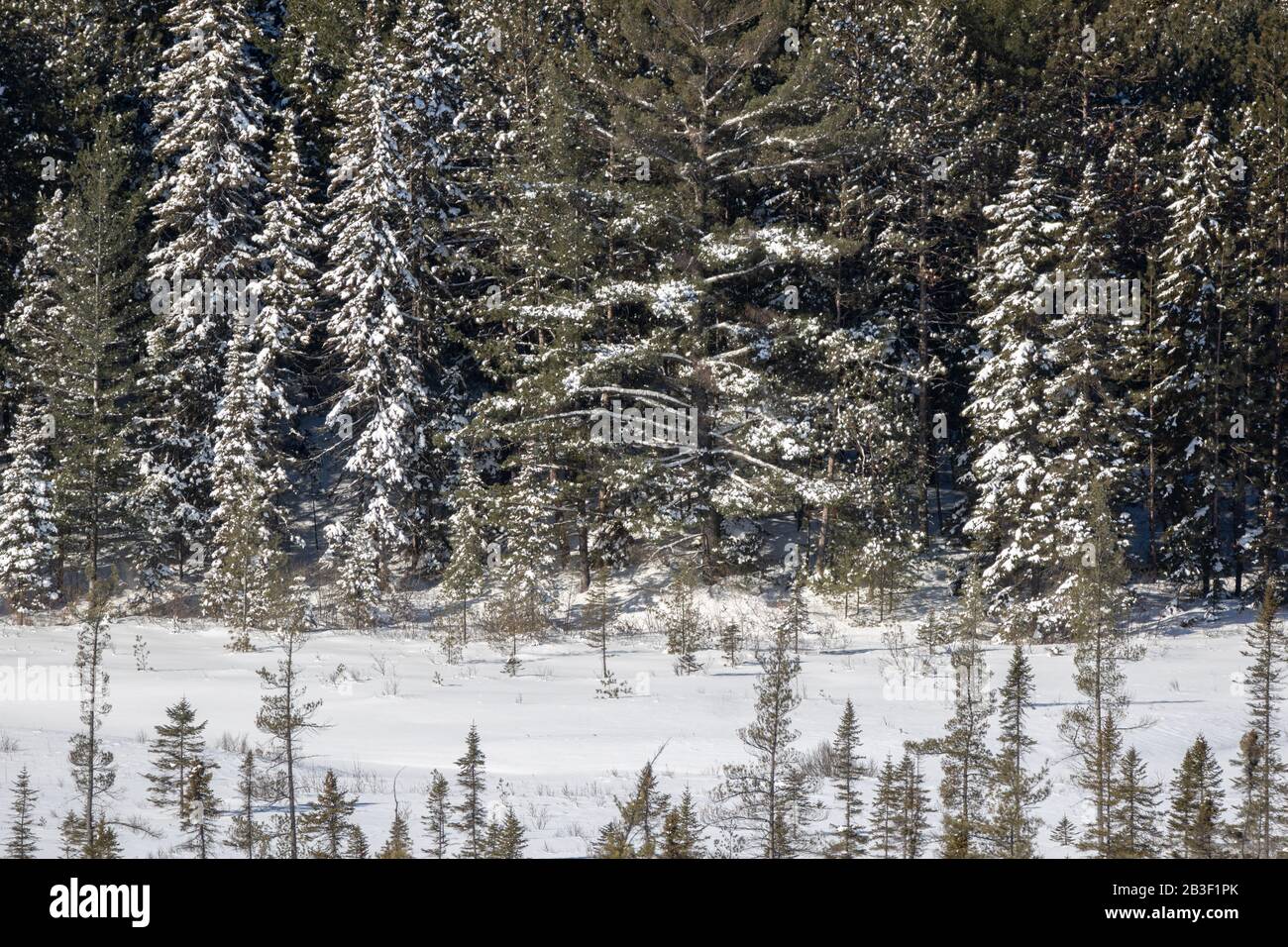 Panoramaaussicht auf den Algonquin Park im Winter vom Aussichtspunkt des Besucherzentrums. Stockfoto