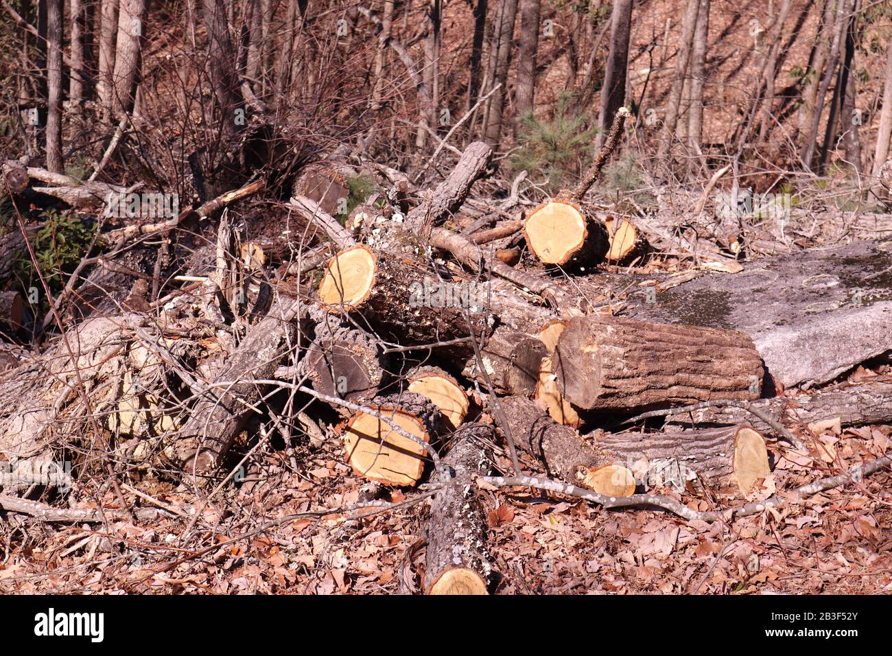 Ein Haufen aufgeschnittener Baumstämme im Stone Mountain State Park, North Carolina Stockfoto