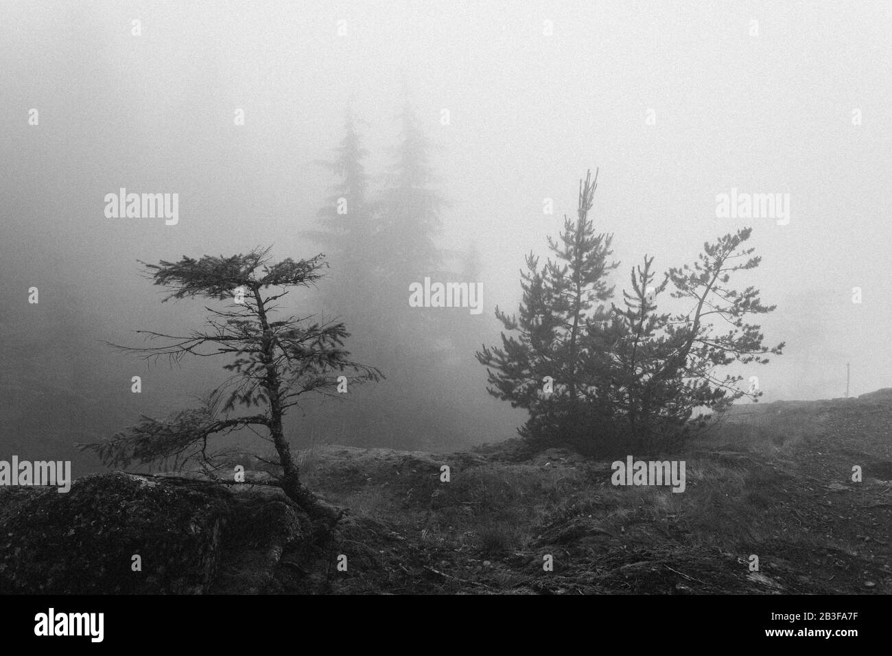 Bowen Island Foggy Trees Stockfoto