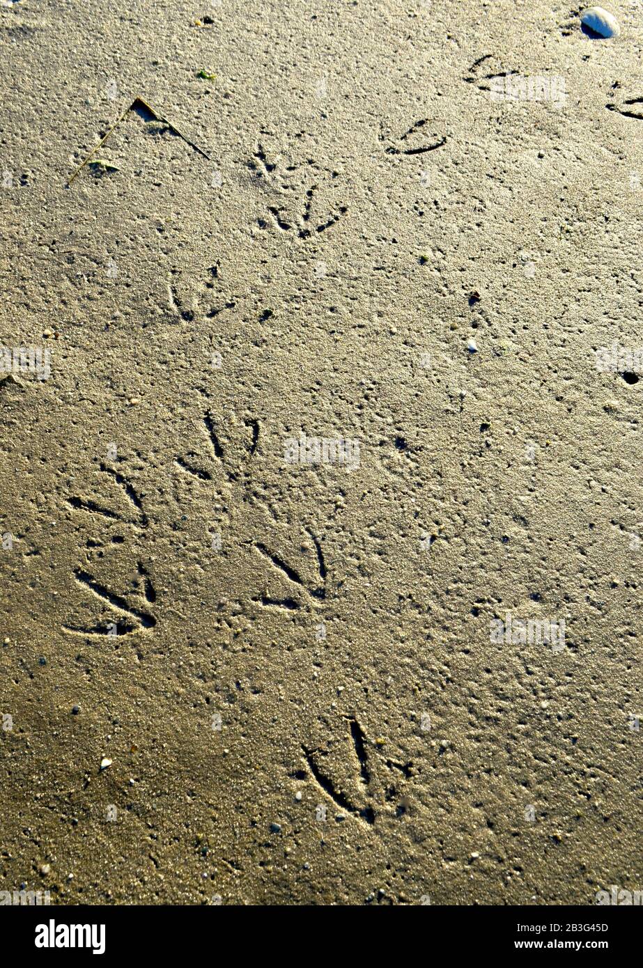 Fußabdrücke von Vögeln an einem nassen Sandstrand. Stockfoto