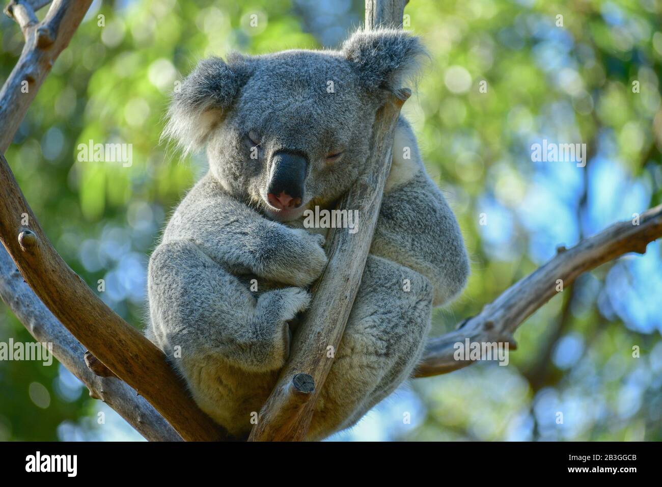 SCHLAFENDER KOALA Stockfoto