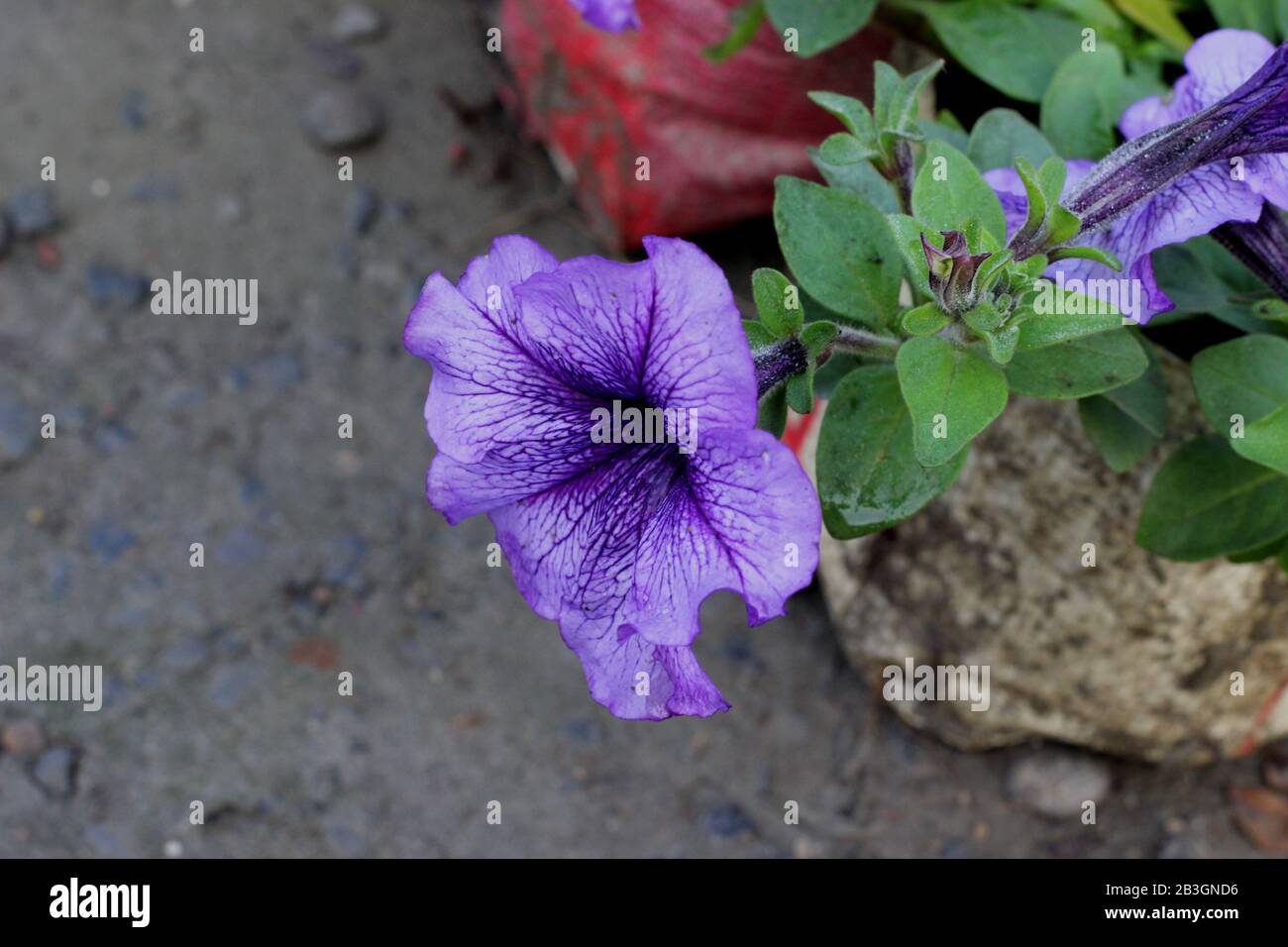 Petunien-violette Farbblume Stockfoto