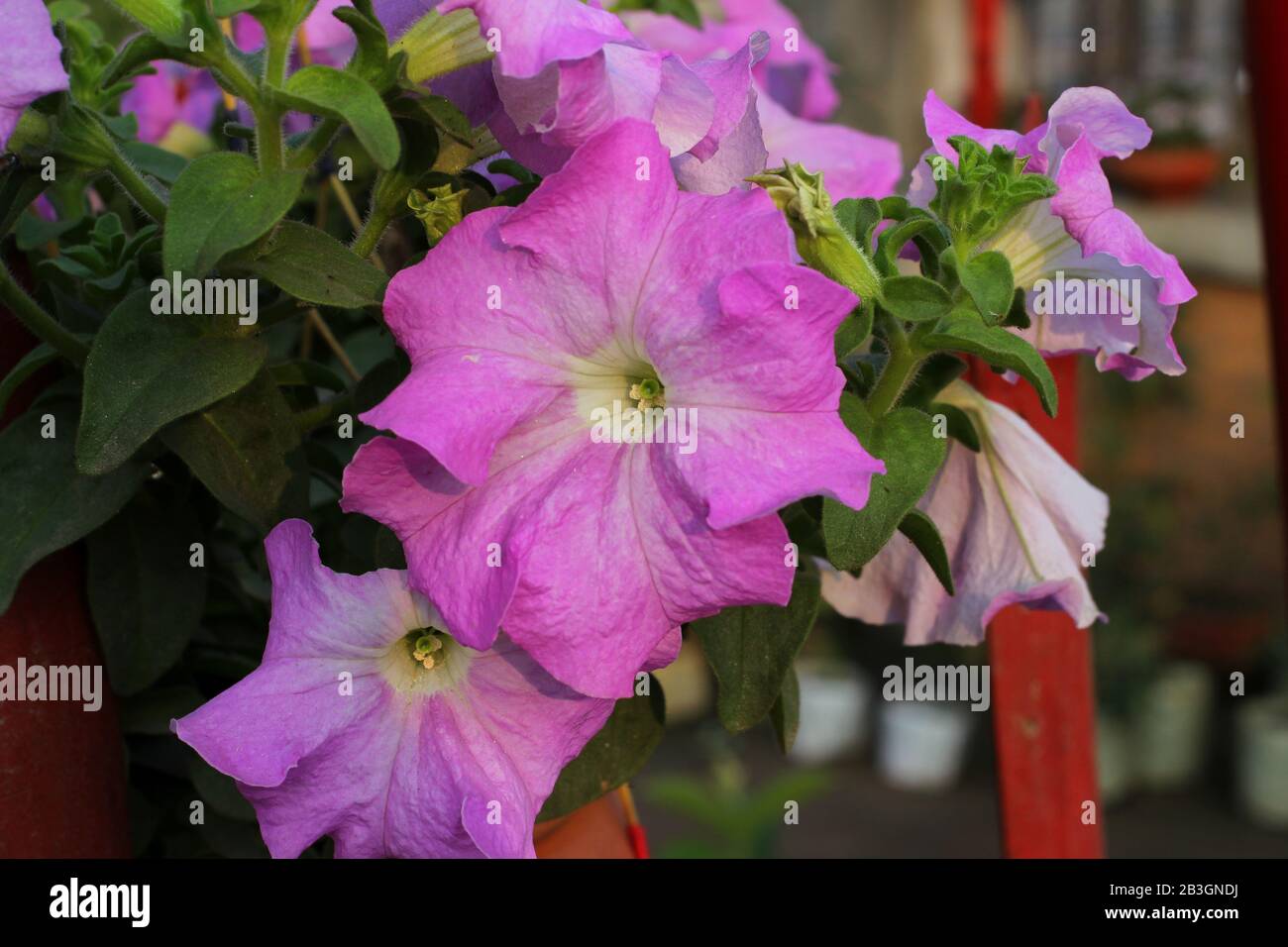 Rosa Pitunia Blumen Bild unter der Sonne mit unscharfem Hintergrund Stockfoto