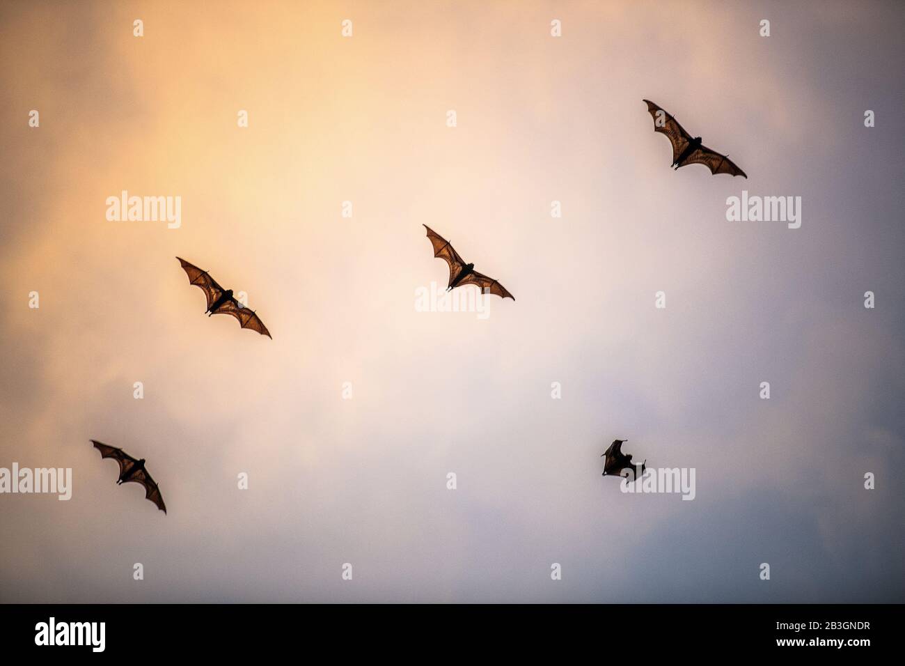 Eine Schar von Fruchtfledermäusen am Himmel bei Sonnenuntergang. Der kleine fliegende Fuchs, Inselflieger Fuchs oder Variable fliegende Fuchs (Pteropus hypomelanus), Fruchtschläger . Fox bat fl Stockfoto