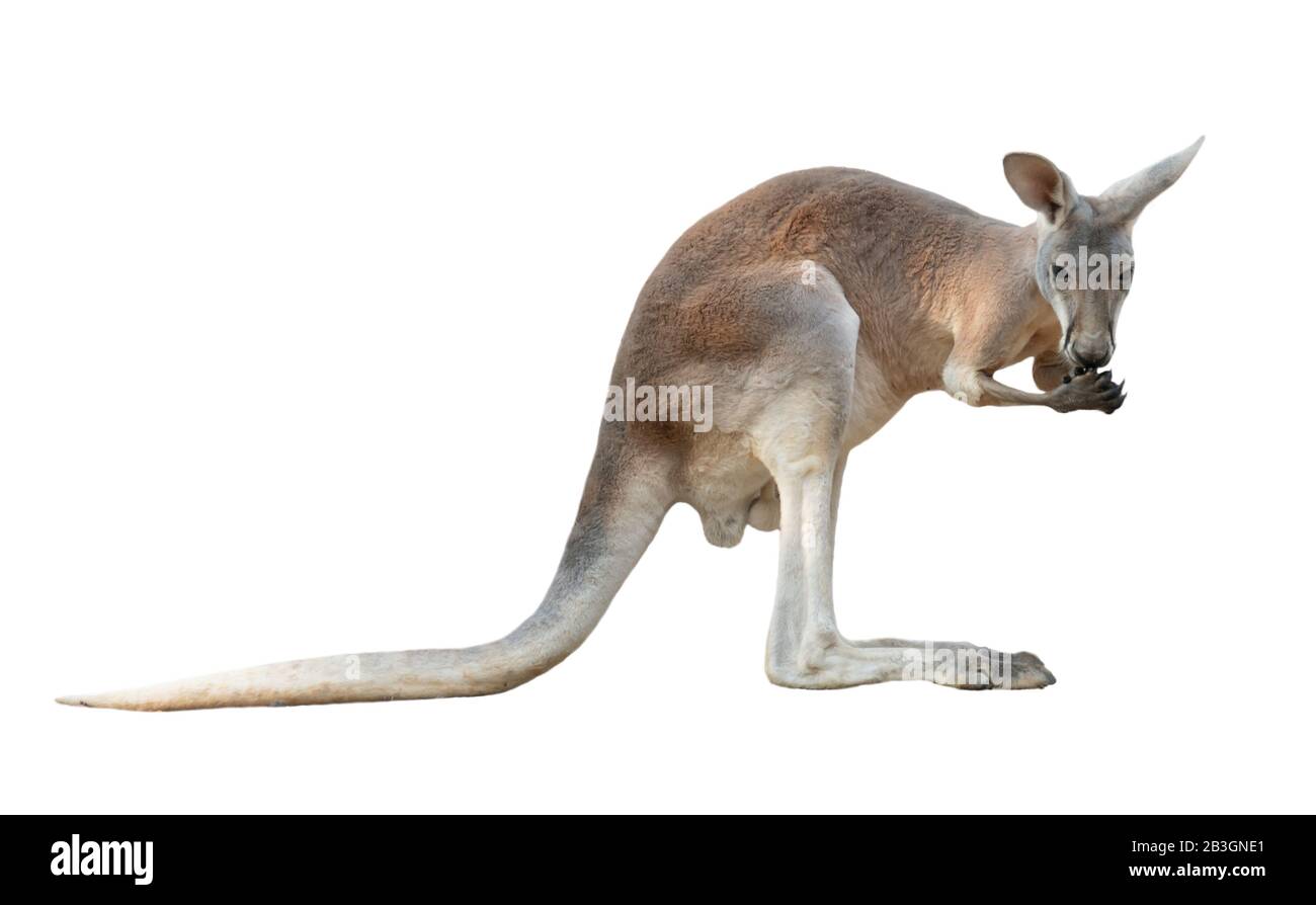 Rotes Känguru isoliert auf weißem Hintergrund Stockfoto