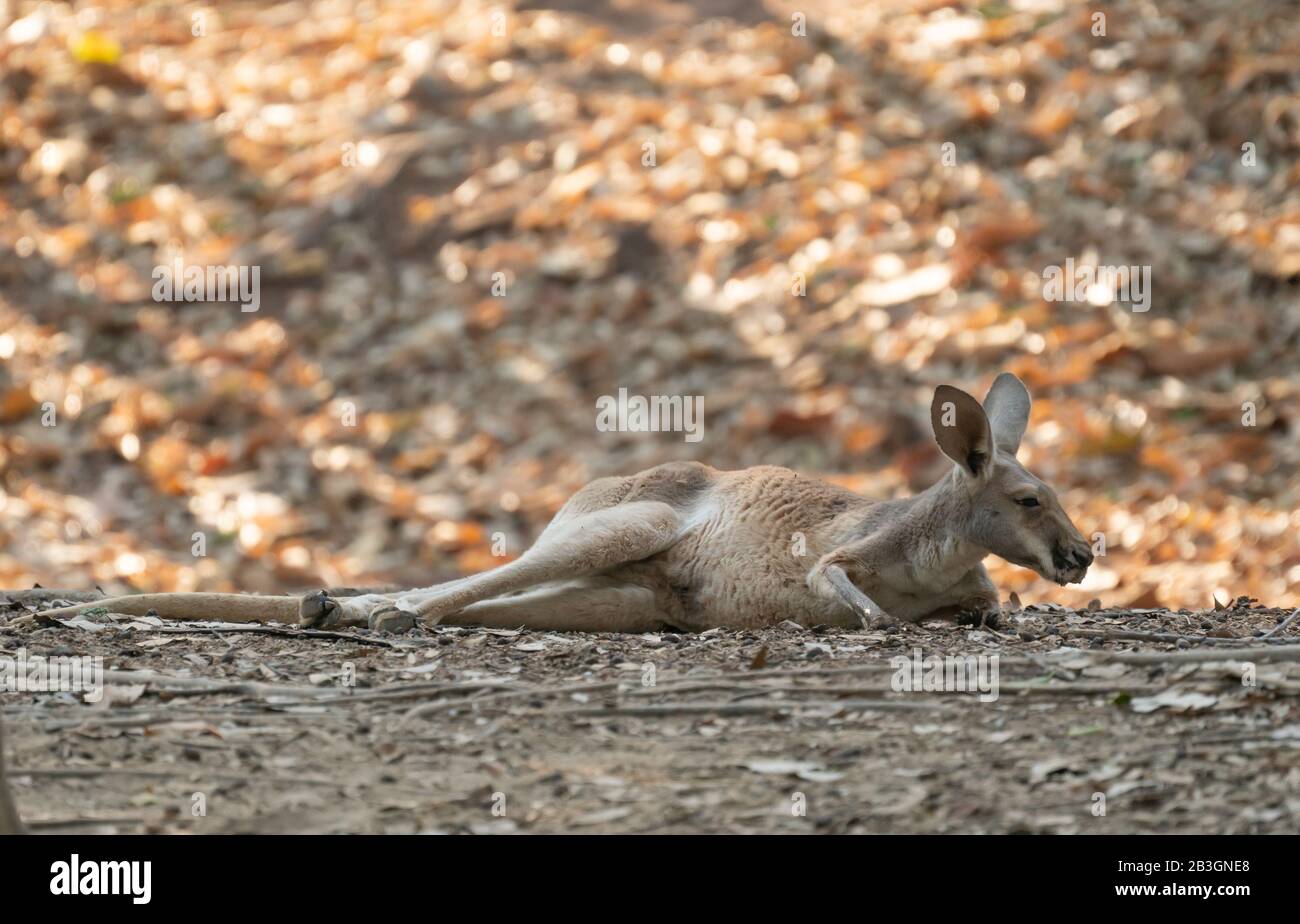 Auf dem Boden liegendes Känguru Stockfoto