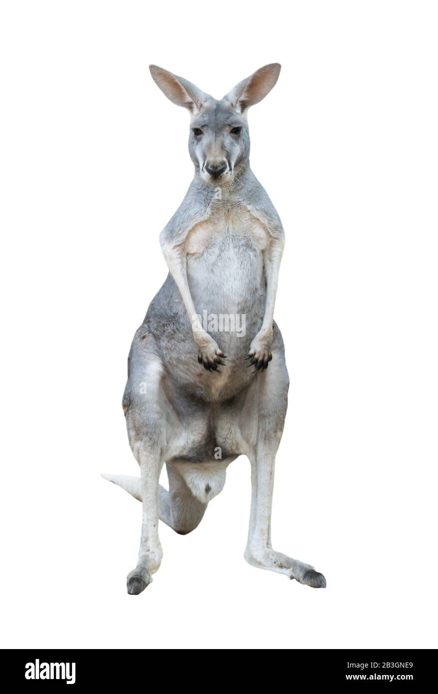 graues Känguru isoliert auf weißem Hintergrund Stockfoto