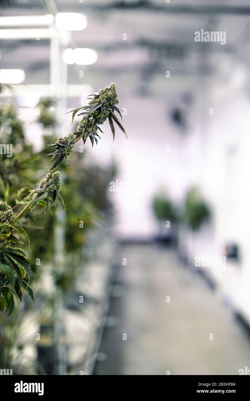Cannabisindustrie im Innenhaus mit großen Knospen, die auf der Pflanze wachsen Stockfoto