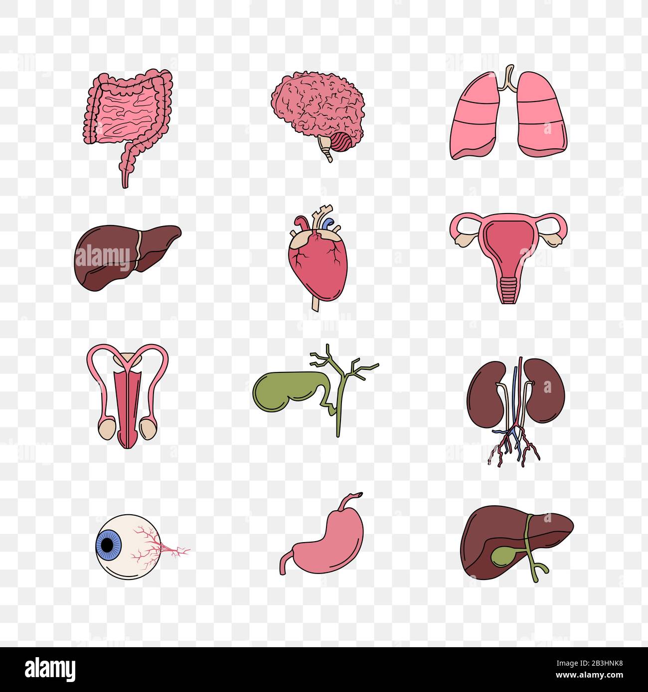 Abbildung: Flacher Satz Anatomie der menschlichen inneren Organe realistisch isoliert vor weißem Hintergrund. Designelement für Gesundheitswesen, Medizin, Stock Vektor
