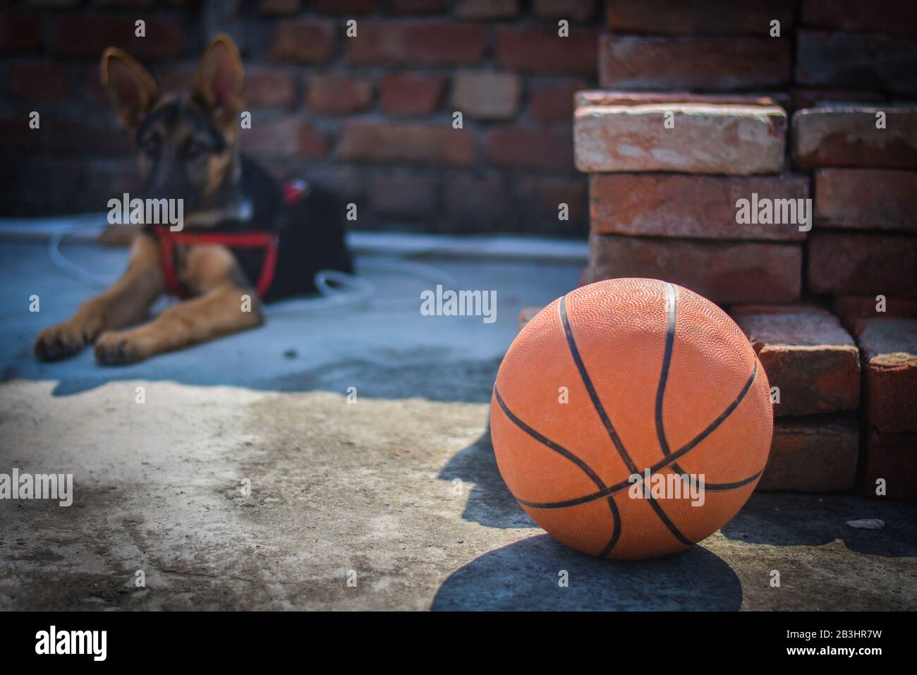 Ein deutscher Hirtenwelpe hinter rotem Basketball und Basketball auf dem Boden Stockfoto