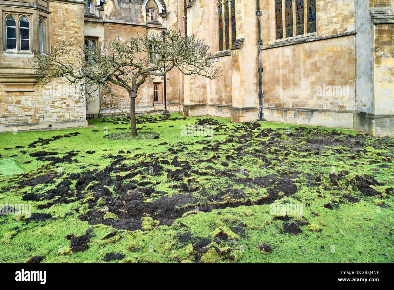 Der Rasen rund um den Isaac Newton-Baum am Trinity College, Universität Cambridge, England, von Klimaaktivisten vandalisiert, Extinction Rebellion Mitglieder. Stockfoto