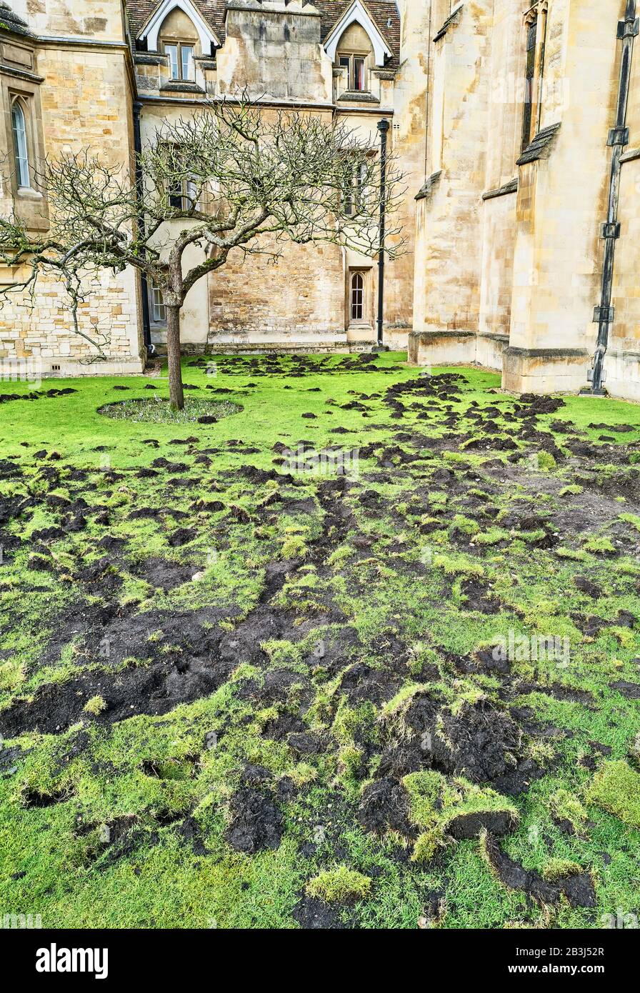 Der Rasen rund um den Isaac Newton-Baum am Trinity College, Universität Cambridge, England, von Klimaaktivisten vandalisiert, Extinction Rebellion Mitglieder. Stockfoto