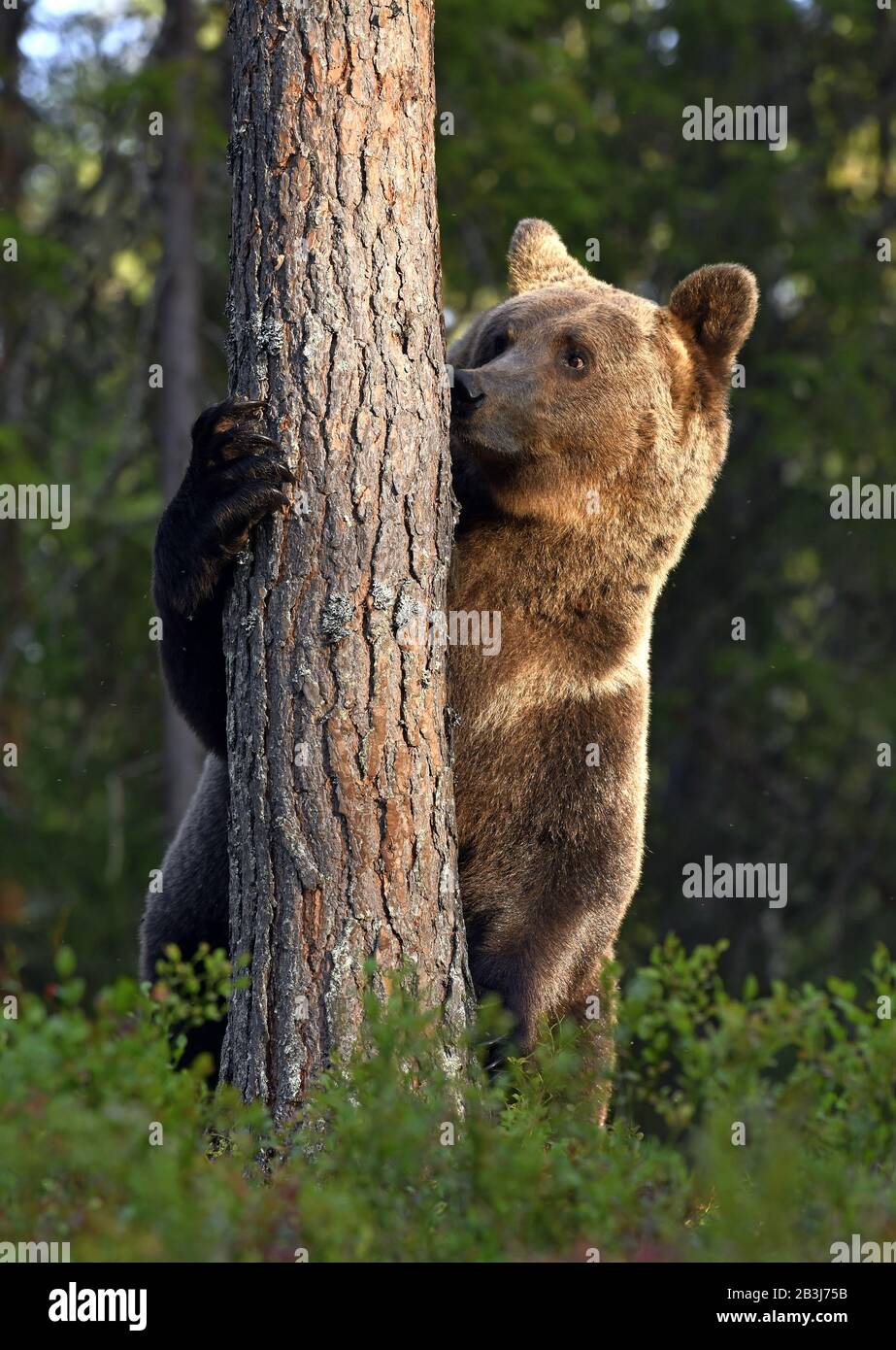 Ein Bär steht auf seinen Hinterbeinen und schnüffelt einen Baum. Braunbär im sommerlichen Kiefernwald. Wissenschaftlicher Name: Ursus arctos. Natürlicher Lebensraum. Sommersaison. Stockfoto