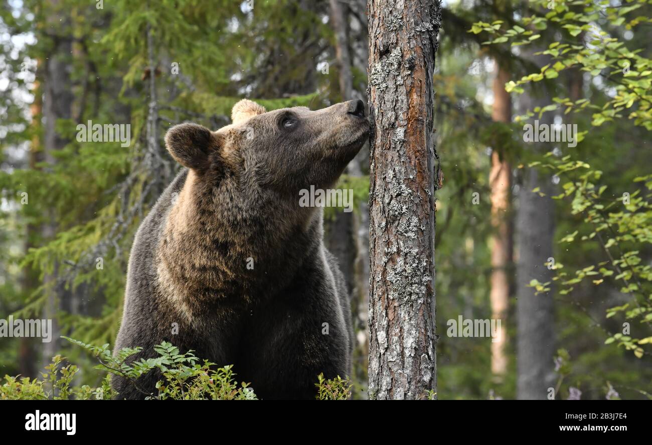 Der Bär schnüffelt einen Baum. Braunbär im sommerlichen Kiefernwald. Wissenschaftlicher Name: Ursus arctos. Natürlicher Lebensraum. Sommersaison. Stockfoto