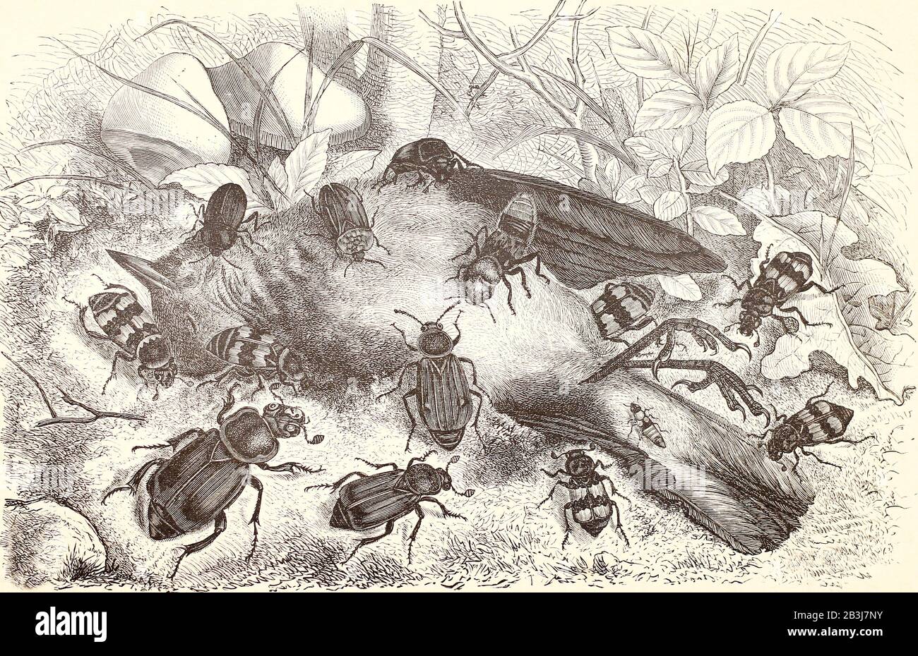 Käfer aus den Familien der Fleischfresser (Silphida) und Raubtiere (Staphyliniiden) ernähren sich vom Körper eines toten Vogels. Gravur des 19. Jahrhunderts. Stockfoto