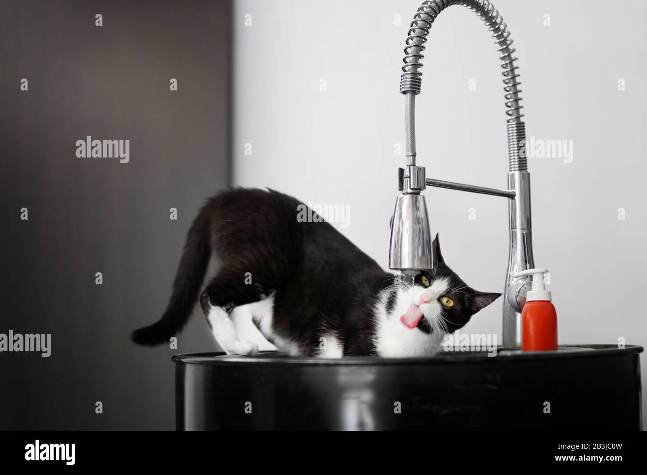 Schwarz-weißes Katzen-Trinkwasser aus Küchenwaschbecken Stockfoto