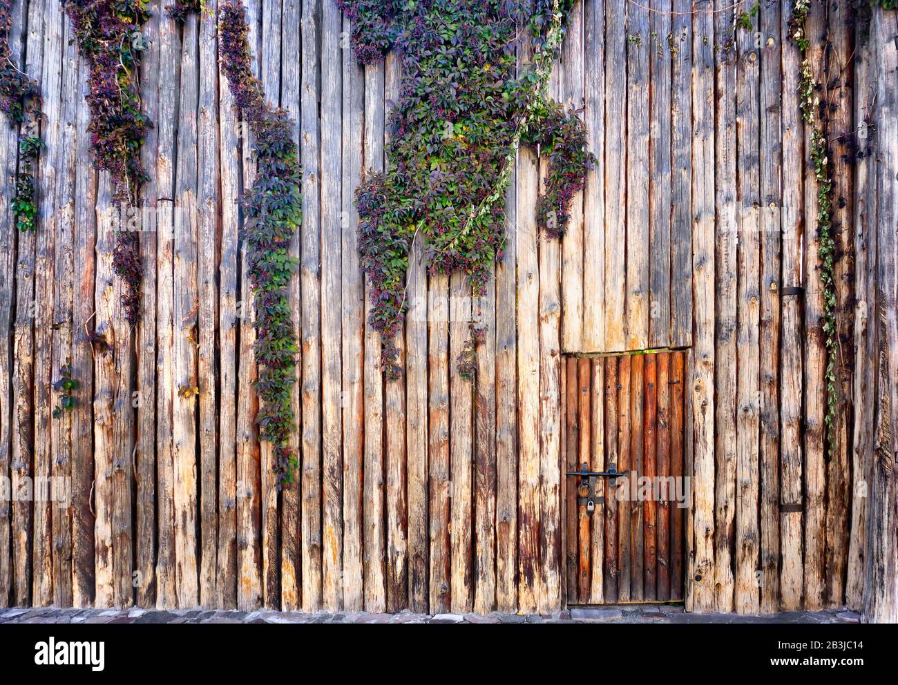 Mit Weinstock bedeckte Holzwand mit Tür Stockfoto