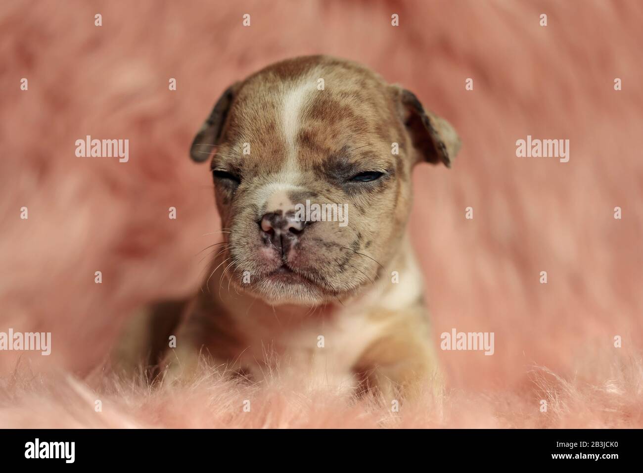 Vorderansicht eines Hundes, der in einer flauschigen Umgebung steht und schläfrig ist Stockfoto