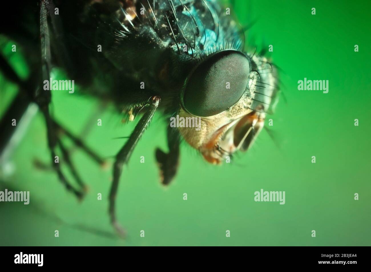 Extremer Makroschuss einer Fliege vor grünem Hintergrund Stockfoto