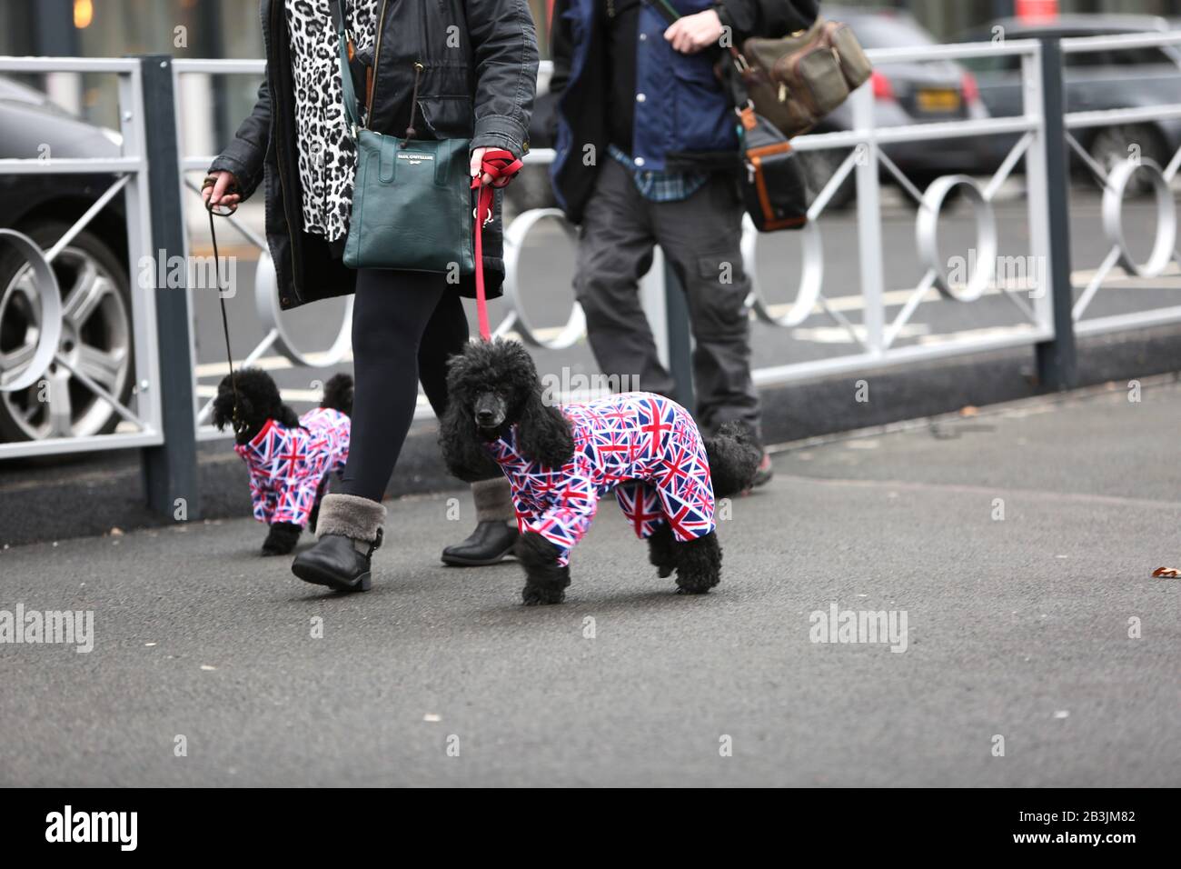 Birmingham, Großbritannien. März 2020. Zwei Poodles kommen am ersten Tag der Crufts-2020-Gutschrift in Union Jack Outfits an: ️Jon Freeman/Alamy Live News Stockfoto