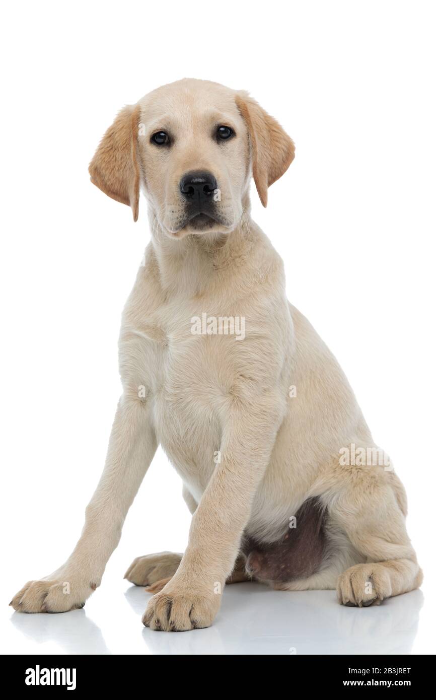Der niedliche Labrador Retriever Welpenthund schaut auf die Kamera, während er auf weißem Hintergrund sitzt Stockfoto