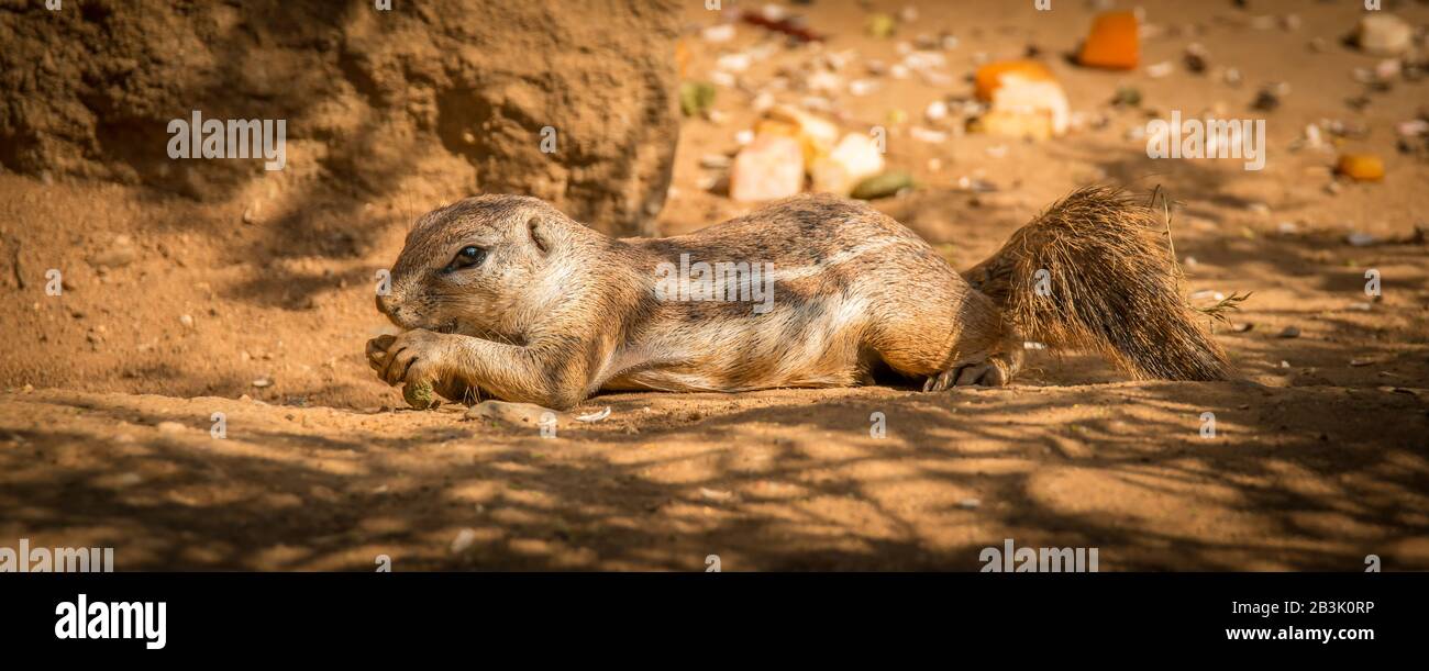 Chipmunk legt im Zoo Nüsse auf den Boden Stockfoto