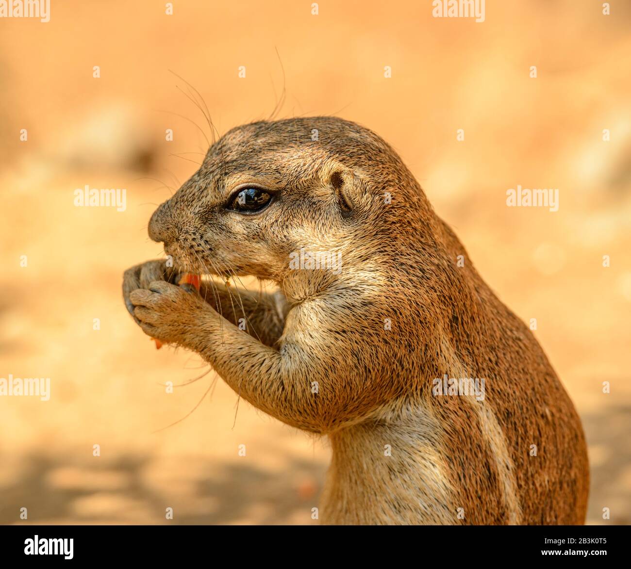 Chipmunk-Porträt, das eine Karotte im Zoo isst Stockfoto