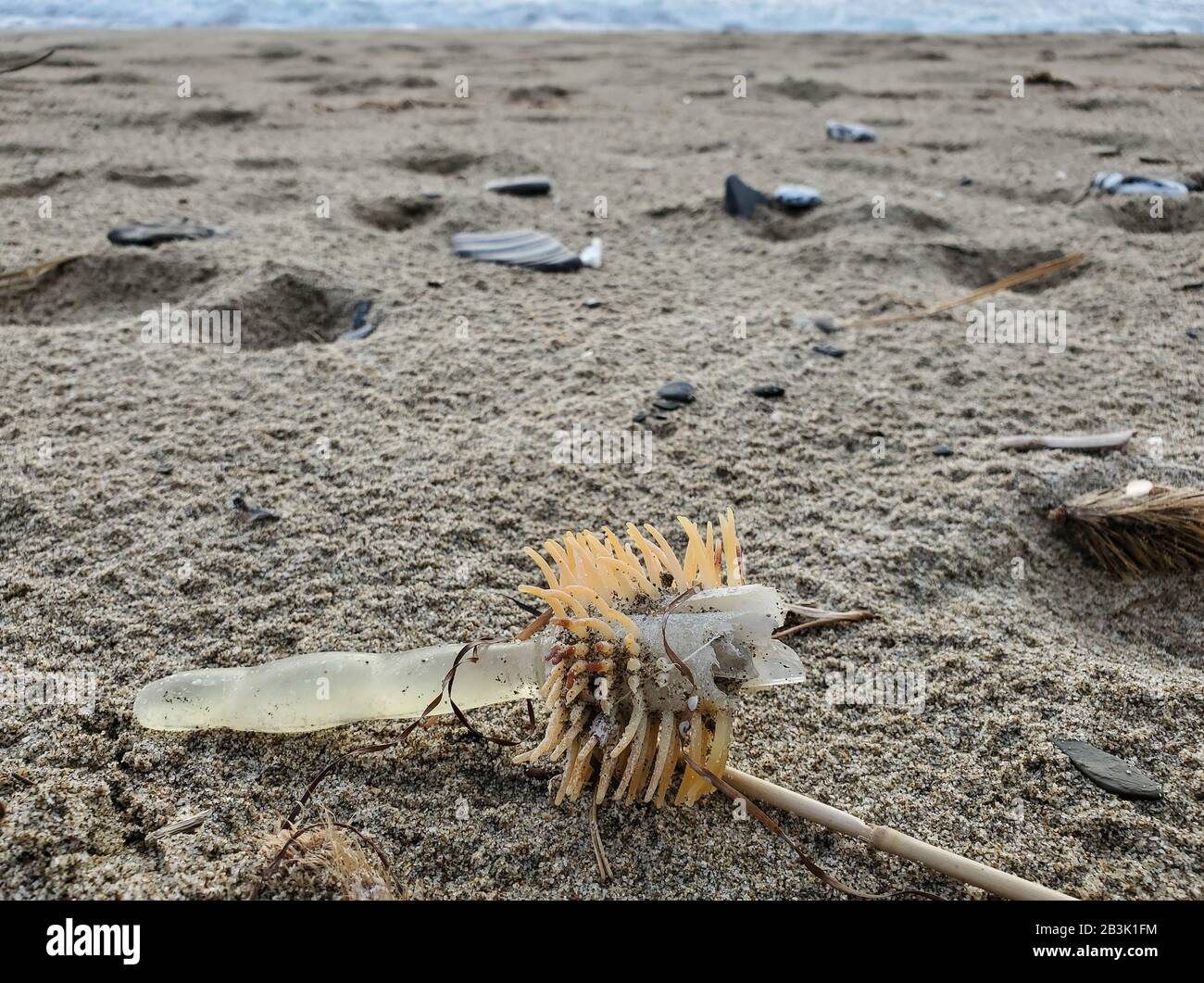Kunststoffglas am Ökosystem der sandigen Meeresküste, umweltfreier Planet Save, cilento Stockfoto