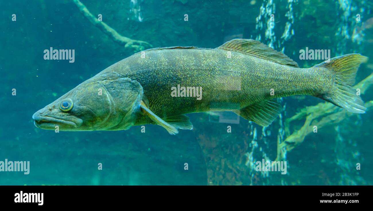 Große Fische schwimmen im Aquarium im Zoo Stockfoto