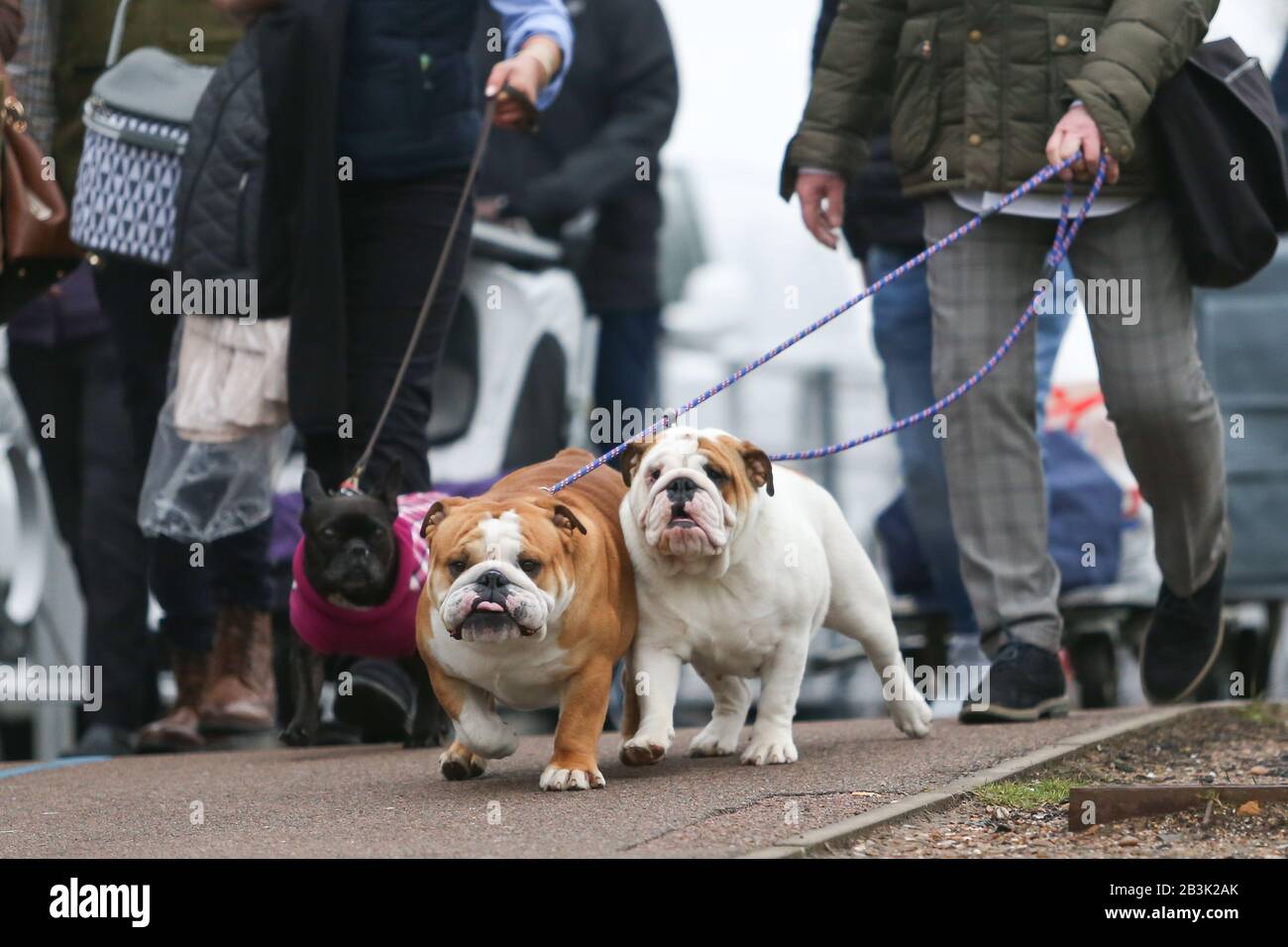 Birmingham, Großbritannien. März 2020. Birmingham NEC, Großbritannien. Hunde und ihre Besitzer steigen in die NEC Crufts 2020-Show für Die Kategorien "Utility One" - "Utility" und "Toy" ab. Kredit: Peter Lopeman/Alamy Live News Stockfoto