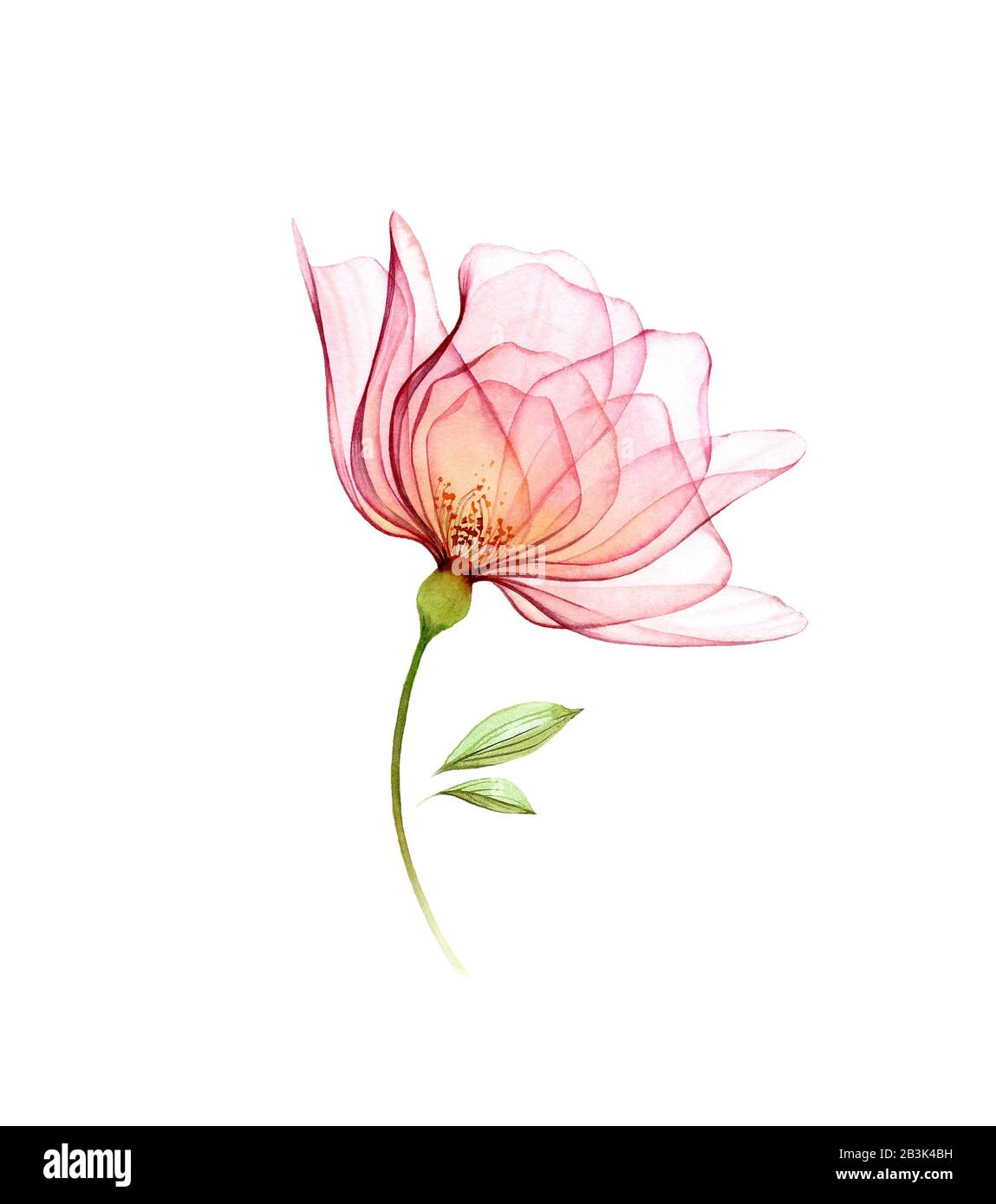 Aquarell Rose. Transparente große Blume isoliert auf weiß. Handgemalte Kunstwerke. Botanische Illustration für Karten, Hochzeitsdesign Stockfoto
