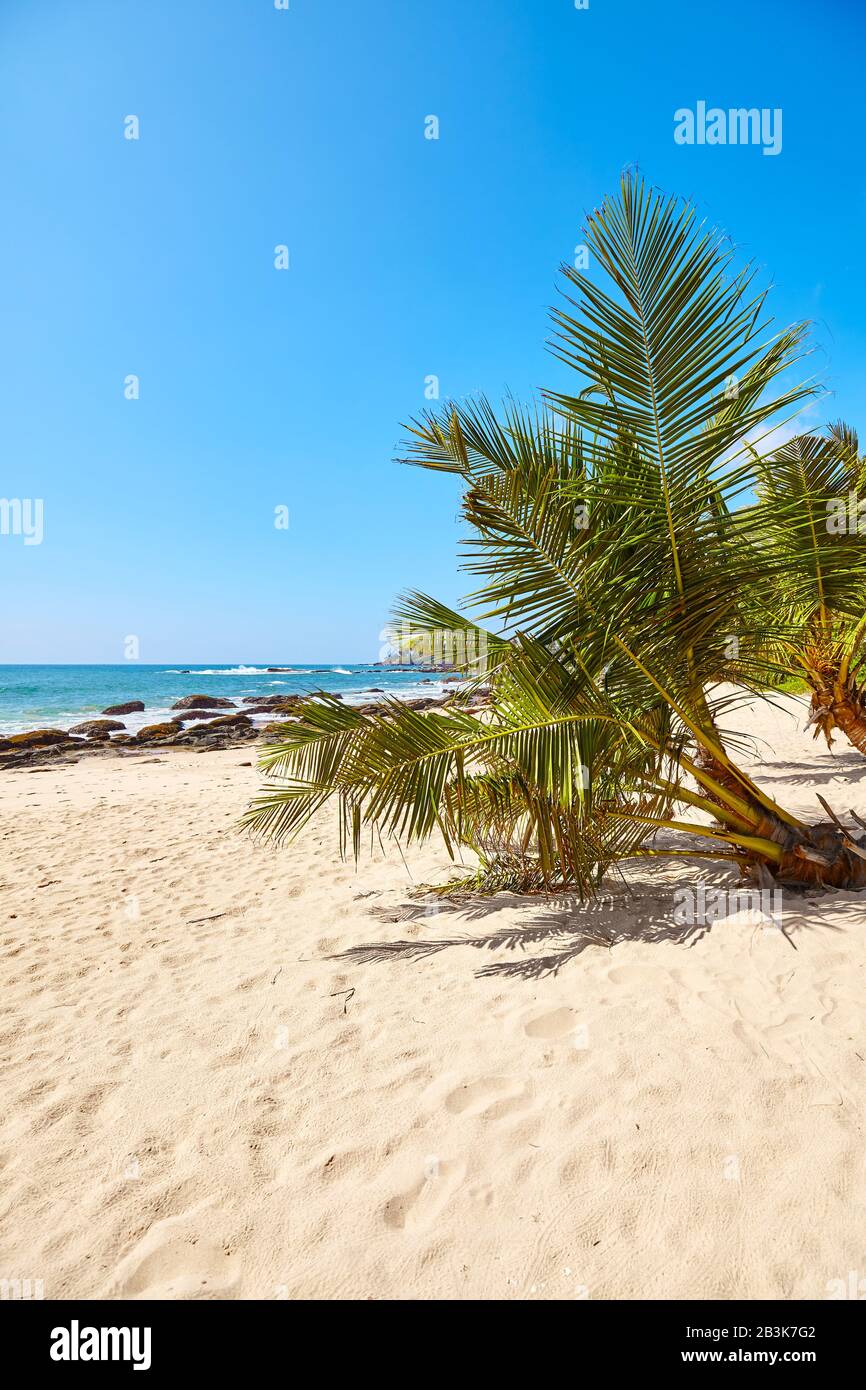 Palmenbaum an einem tropischen Strand, Sommerferienkonzept, Sri Lanka. Stockfoto