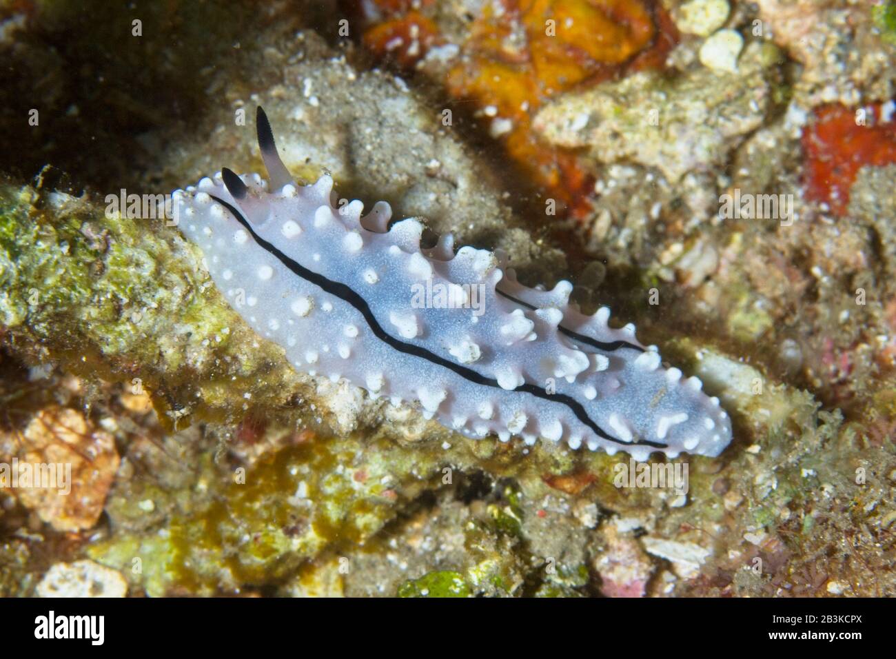 Nudibranch, Lembeh Strait, Indonesien Stockfoto