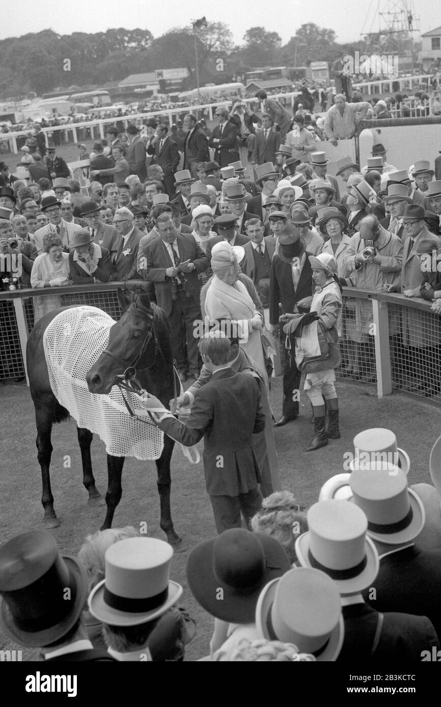 Derbysieger Blakeney sieht weg, als Inhabertrainer A.M. Budgett und Jockey E. Johnson das Rennen im unsätteligen Gehäuse bei Epsom diskutieren. Stockfoto