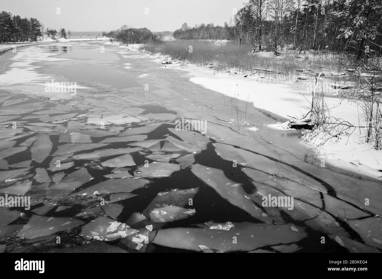 Winterlandschaft mit schmelzenden Eisfragmenten schwimmt auf Flusswasser. Kovashi-Fluss, Sosnovy Bor, Russland. Plack und weißer natürlicher Fotohintergrund Stockfoto