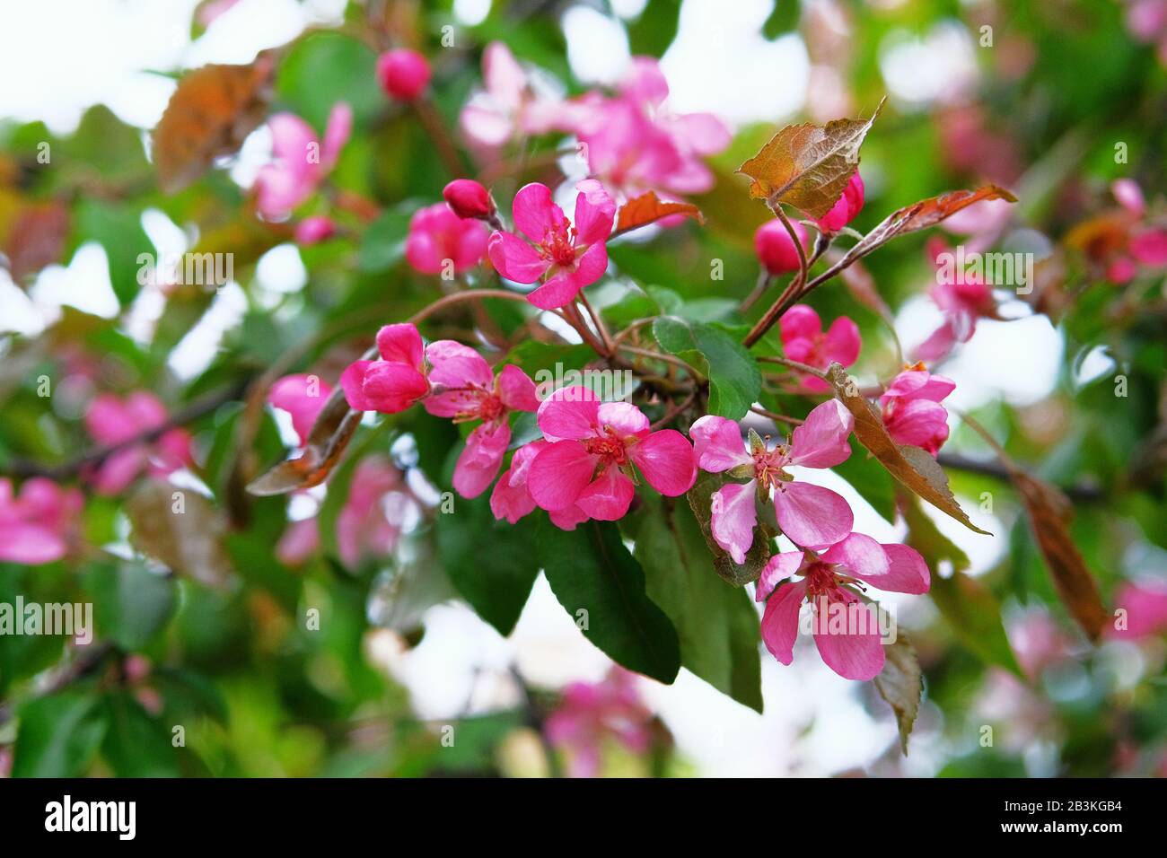 Pfelzbaum blüht mit rosafarbenen Kronblättern. Grußkarte für den Tag der Frauen. Blühender Park im Frühjahr. Malus floribunda, gebräuchlicher Name japanischer Blumenkrapp Stockfoto