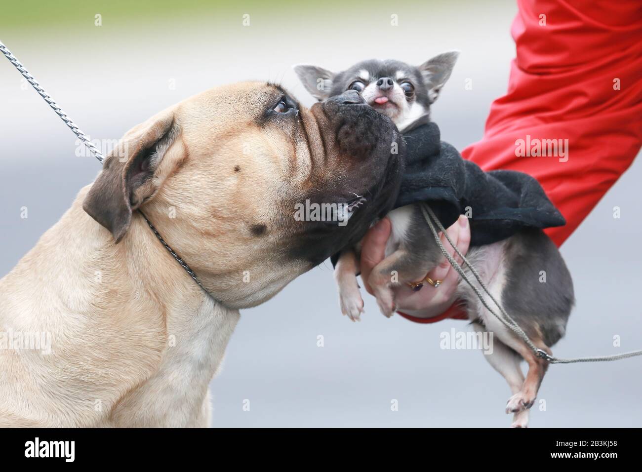 Birmingham NEC, Großbritannien. Hunde und ihre Besitzer steigen in die NEC Crufts 2020-Show für Die Kategorien "Utility One" - "Utility" und "Toy" ab. Ein großer Hund freundet sich mit einem ziemlich nervösen kleinen Hund an. Kredit: Peter Lopeman/Alamy Live News Stockfoto