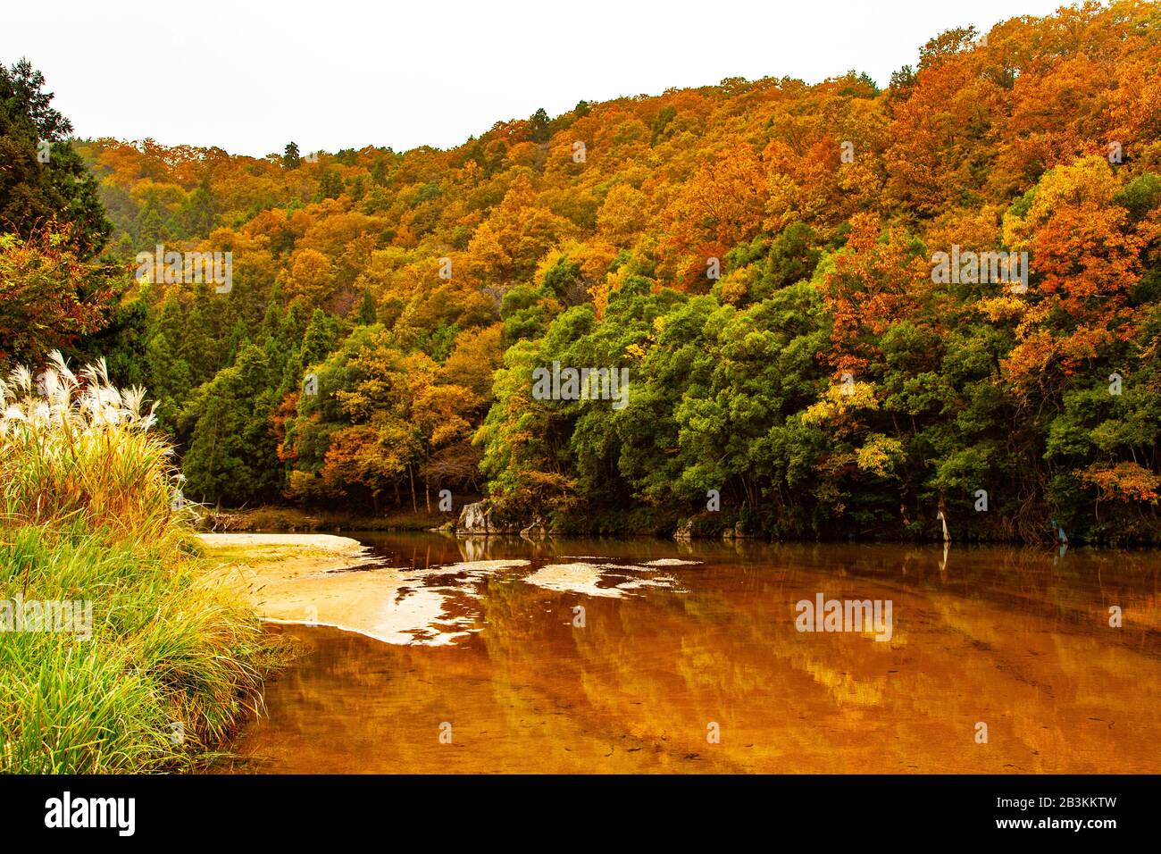 Kōyō (Koyo - Herbstlaub) Wenn der Herbst fällt, verwandelt er Japans Wälder strahlende Schattierungen von Rot, Orange und Gelb. Fotografiert in Japan im November Stockfoto