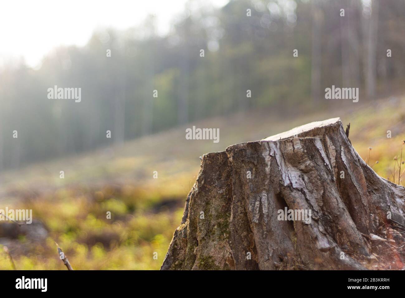 Baumstumpf links auf klarem abgewaldeten Gebiet in Wald, Soproni-hegyseg, Sopron, Ungarn Stockfoto