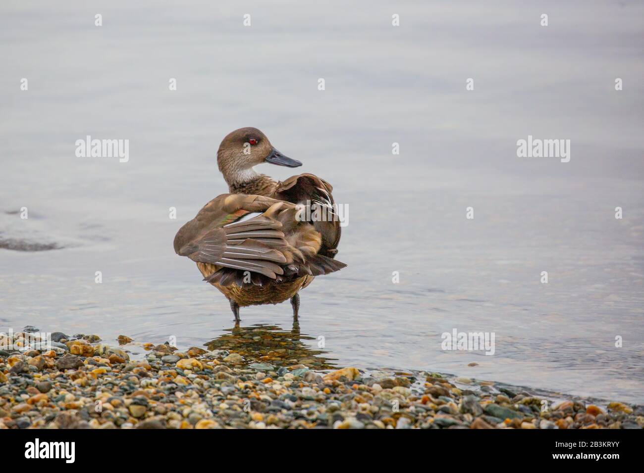 Crested Duck oder South American Crested Duck (Lophonetta specularioides) ist eine in Südamerika heimische Entenart. Fotografiert in Feuerland Stockfoto