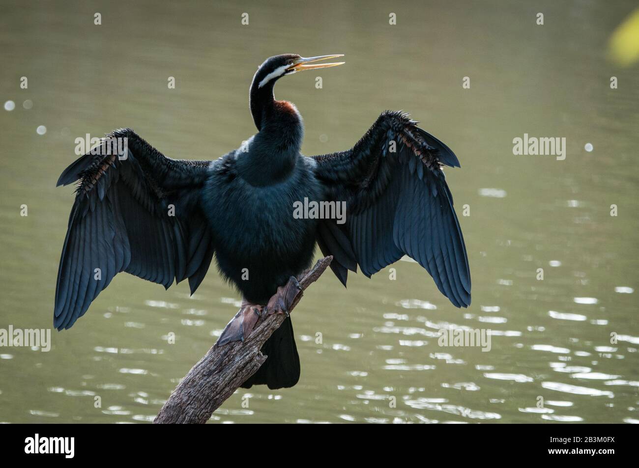 Australischer Liebster Stockfoto