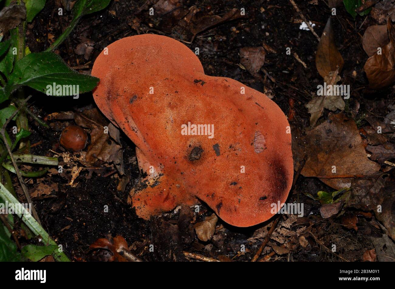 Beefsteak Pilz, 'Fistulina hepatic' wachsen auf den Stämmen und Stümpfen alter Eichen und Kastanienbäume. Stockfoto