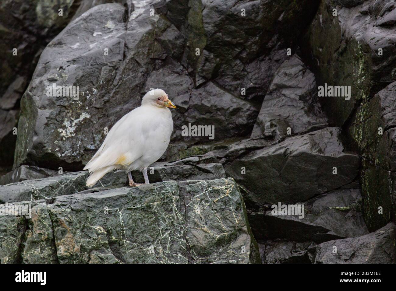 Snowy sheathbill (Chionis alba oder Chionis albus). Dieses stämmig Vogel ist eine Art Schnitzeljagd. Es stiehlt Nahrung von anderen Vögeln und auch Eier, kleine schicke Stockfoto