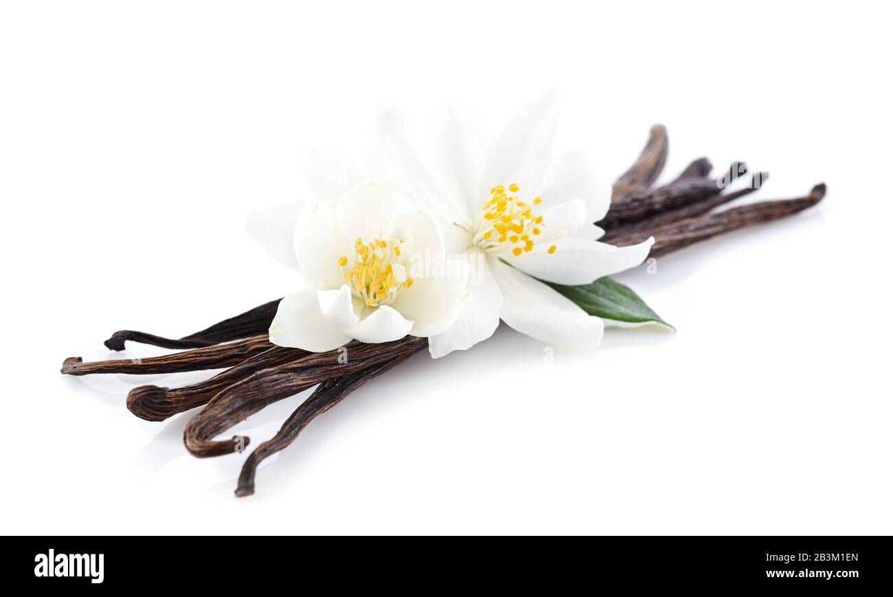 Jasmin blüht mit Vanille auf weißem Hintergrund Stockfoto