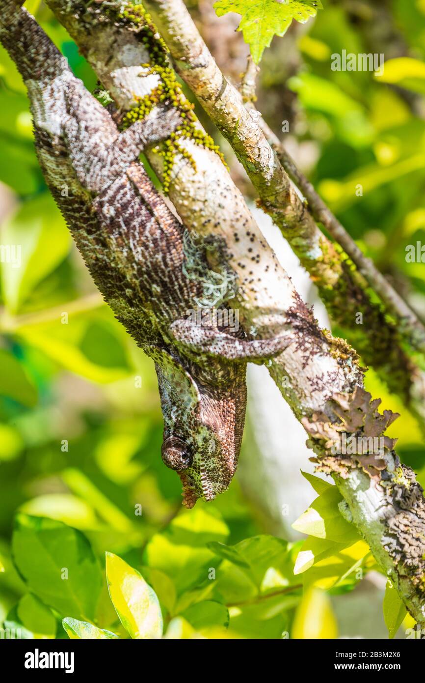 Das Chamäleon von Malagasy oder das Chamäleon von Oustalets (Furcifer oustaleti) versteckt sich Stockfoto